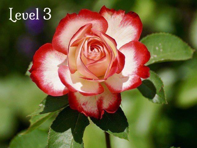 Intermediate Fiqh of Menstruation and Lochia