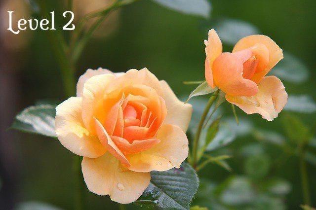 Basic Fiqh of Lochia and Chronic Annulment